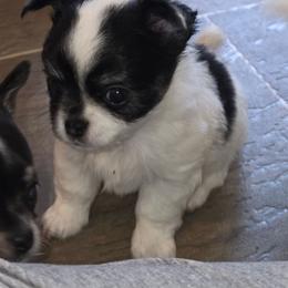 DEAN - Black and white male Chihuahua puppy in Reidsville, North Carolina from Kristims Chihuahuas