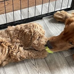 Goldendoodle Puppies from FurEver Friends Doodles
