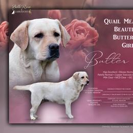 Butter - Labrador Retriever