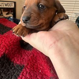 Dachshund puppies from Gemstone Dachshunds