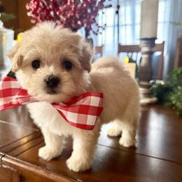Goldman - Apricot male Maltipoo puppy in Wendell, North Carolina from Teddys Teddy Bears
