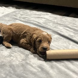 Goldendoodle Puppies from Mandi's Doodles