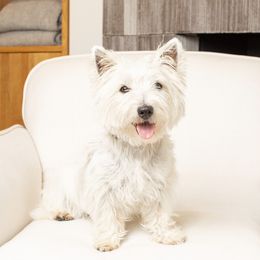 Kimber - West Highland White Terrier