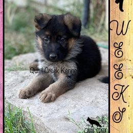 Girl 1 - Black and red German Shepherd puppy in Hico, Texas from Quail Creek Kennels GSD