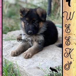 Girl 1 - Black and red German Shepherd puppy in Hico, Texas from Quail Creek Kennels GSD
