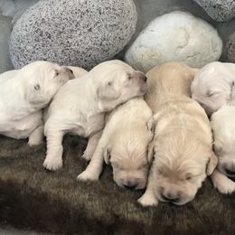 4th Pick Male - Light golden male Golden Retriever puppy in Bill, Wyoming from White River Retrievers