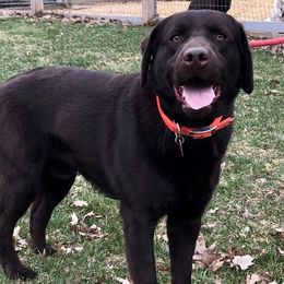 Arnold - Labrador Retriever