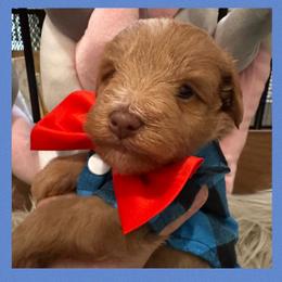 Red boy 2 - Wheaten male Miniature Schnauzer puppy in Pflugerville, Texas from K&K Precious Tx schnauzers