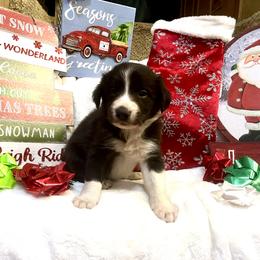 Border Collie and Jack Russell Terrier Puppies from CP FARMS BORDER COLLIES N JACKS CORP