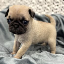 Megan - Boy (3) - Fawn male Pug puppy in Troutman, North Carolina from Ohana Pugs