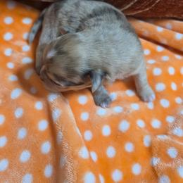 Hershey - Merle male Chihuahua puppy in Brooksville, Florida from Daystars Chihuahuas