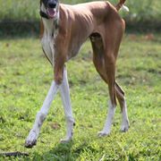 "Kel Simoon Nalo at 6 months" Azawakh Puppies from Kel Simoon Azawakh