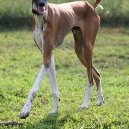 "Kel Simoon Nalo at 6 months" Azawakh Puppies from Kel Simoon Azawakh