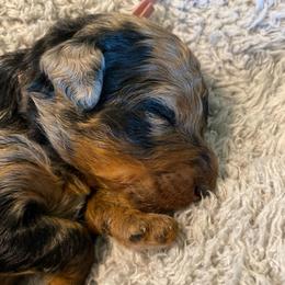 Girl 1 - Blue merle female Bernedoodle puppy in Millsap, Texas from Gaston’s Posh Poodles and Doodles
