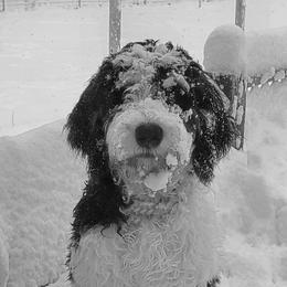 Bernedoodles from Blissful Bernedoodles