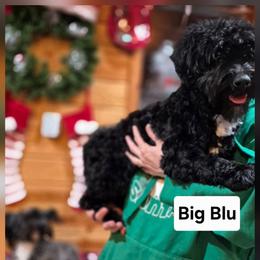 Havanese Puppies from Darrtfarms