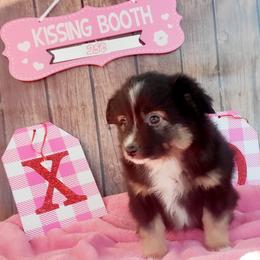 Boy 4 - Australian Shepherd puppy in Oregon from SonSational Farm Toy/ Mini Australian Shepard's