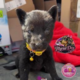 Woozle - Black female German Shepherd puppy in Livingston, Kentucky from Illyria Dox & GSD