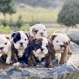 Bulldog Puppies from Fields’ Folly
