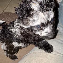 Boy 6 - male Mudi puppy in Benson, Arizona from Twisted Acres Border Collies and Mudi
