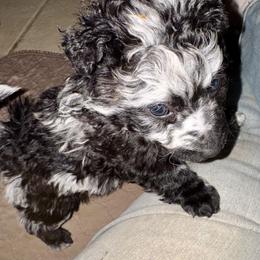 Boy 6 - male Mudi puppy in Benson, Arizona from Twisted Acres Border Collies and Mudi