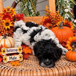 Buttercup - Parti male Maltipoo puppy in Dover, Florida from Country Cottage Puppies