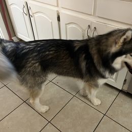 Diesel - Siberian Husky