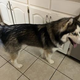 Diesel - Siberian Husky