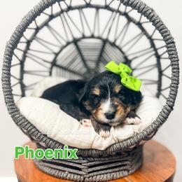Phoenix - Tri-color female Bernedoodle puppy in West Haven, Utah from Split Mountain Doodles