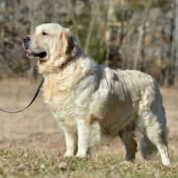 Zemphira - Golden Retriever