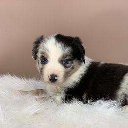 Aussiedoodle and Miniature Australian Shepherd Puppies from Craven’s Creakin’ Cedars Company