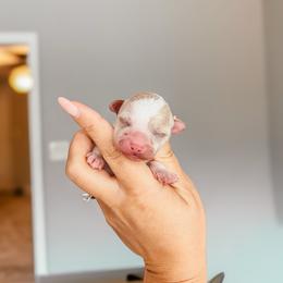Bichon Frise puppies from The Perks of Pups