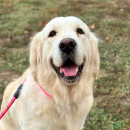 Emmy - Golden Retriever