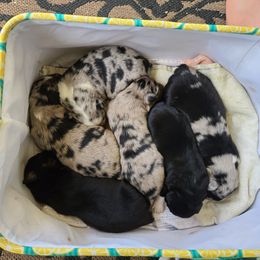 Australian Shepherd Puppies from Triple M Aussies