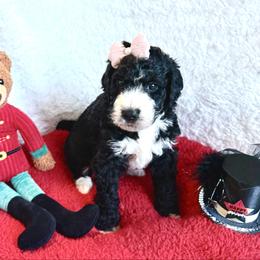 Louise - female Golden Mountain Doodle puppy in Victoria, Texas from Deidre's Doodles