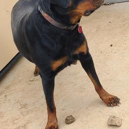 Rottweilers from Guardian Angel Rottweiler