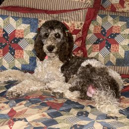Tinker - Poodle
