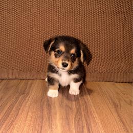 Onyx - Black and tan female Pembroke Welsh Corgi puppy in Washington from Castle View Royal Rumps