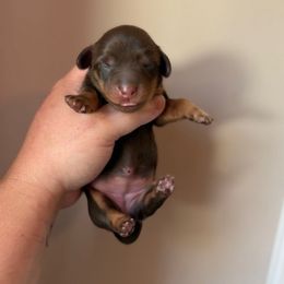 Pecan - Chocolate and tan female Dachshund puppy in Lebanon, Tennessee from Thomas Homestead and Rabbitry