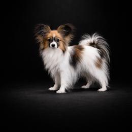 Deja - Papillon