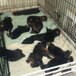 Rottweiler Puppies from Gregory Mulkey's Rottweilers