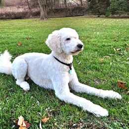 Jake - Goldendoodle