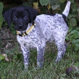 German Shorthaired Pointers and Labrador Retrievers from Rock Hollow Retrievers