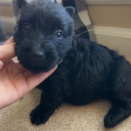 Scottish Terrier Puppies from Oodles of Cuties!