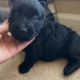 Scottish Terrier Puppies from Oodles of Cuties!