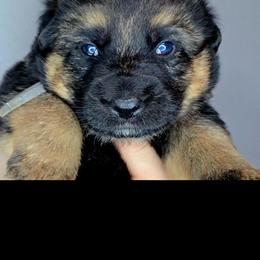 Lavender - Black and tan female German Shepherd puppy in Tony, Wisconsin from Muddy Acres German Shepherds