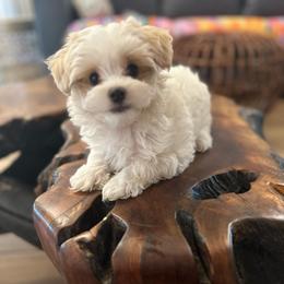 George - Cream male Maltipoo puppy in Maumelle, Arkansas from Fox Family
