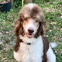 Rolo - Poodle