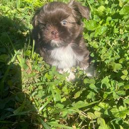 Jonah - Liver and white male Shih Tzu puppy in Hematite, Missouri from Free Range Shih Tzus