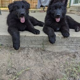 German Shepherd Puppies from Naturphänomen Kennel
